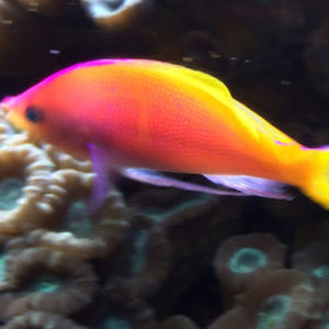 Meet your Posher, Ethan